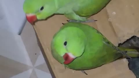 2 Cute parrot's in my home🤩😘. Mini vlog🤟