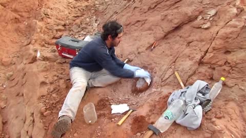 Argentine scientists discover new dinosaur species