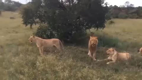 OMG...Broken Mouth! The Bitter End For The Lion King When Hunting In The Land Of Wild Horses