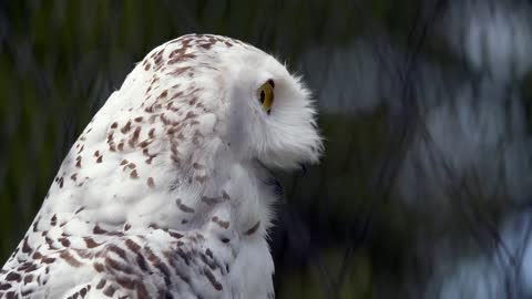 Snow Owl