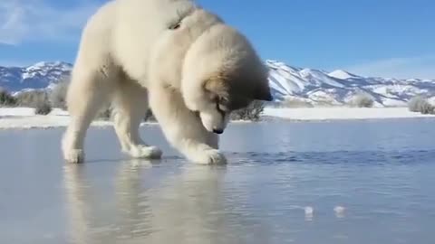 puppy on ice