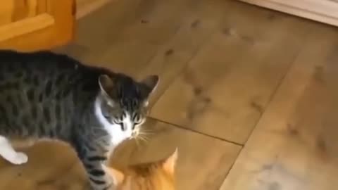 Funny cat fighting 🤣#cat #funnyvideo #funny