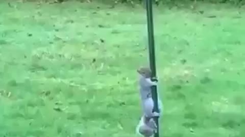 Squirrel climbing the pole then sliding down #shorts #viral #shortsvideo #video