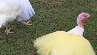 Turkeys in Tutus