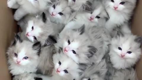 cute cats beautiful small