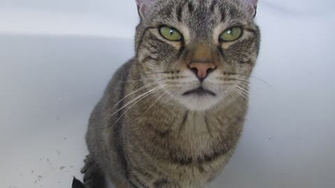 Cat making mess in the bath 2