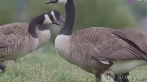 Canada Geese Nature's Incredible Migratory Journey