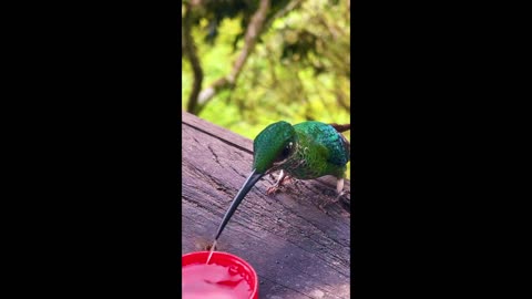 Smart Thirsty bird