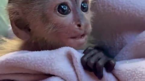 Cute monkey baby....... monkey ka bacha khel rah hai