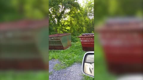 Black Bear Looking for a Snack