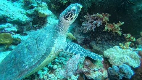 Wakatobi Indonesia turtle greets the camera