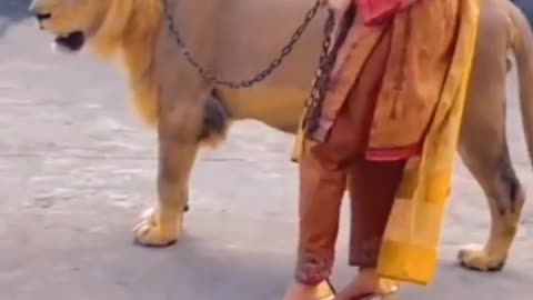 Beautiful Girl Walking With Lion