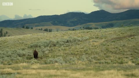 Bison Fight for Mating Rights | BBC Earth