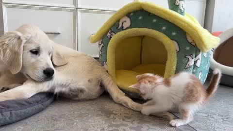 Kitten likes to play with the Golden Retrievers