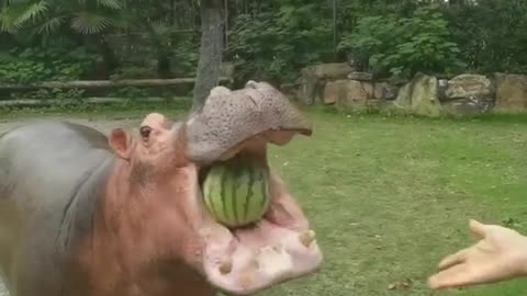 The Hippo juicer bounced back