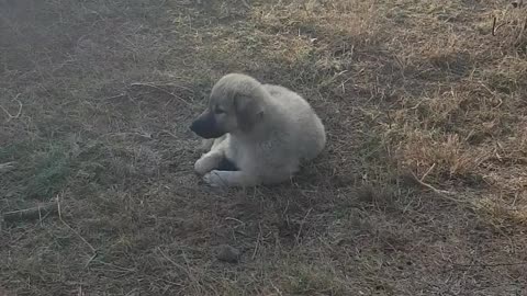 Puppy barking and sitting