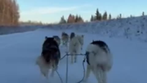 Stunning Husky Dog Sledding & Mushing Experience in Fairbanks, Alaska