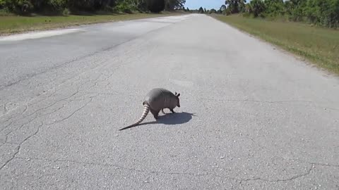 Armadillo dance