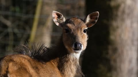 The Majestic Antelope A Closer Look at These Graceful Ungulate Mammals