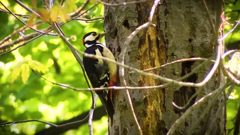 Woodpecker knocks your mind