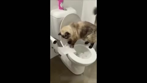 Funny video of cats and dogs.