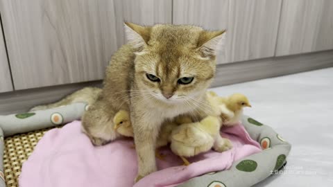 Under the care of the kitten, the chicken grew up again. Lovely animals live in harmony😊