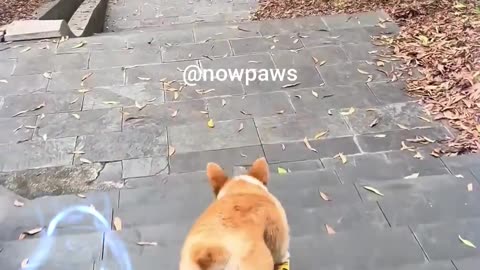 This Dog is a better skater than Me