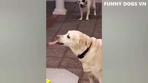 funny DOG and CAT video