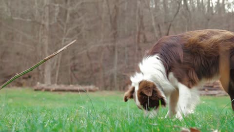 Como os cachorros escolhem seus humanos preferidos?