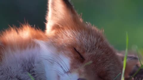 Cute fox sleeping