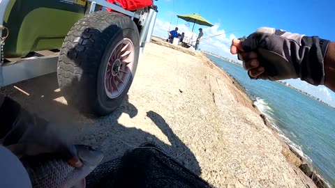 Catching Texas Mangrove Snapper at the Surfside Jetty| CATCH AND COOK