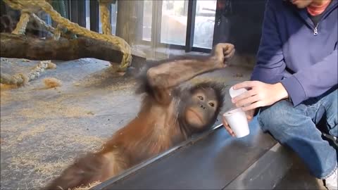 Monkeys react to magic lovely