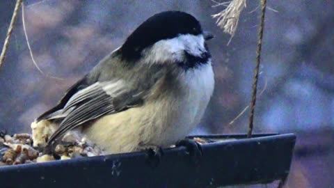 Chickadee