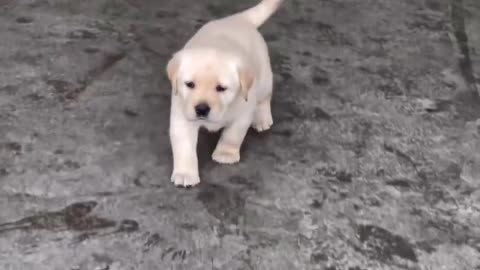 So cute 🥰🥰 dog short video