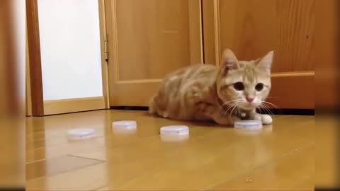 Baby Cats - Cute and Funny Cat Videos Compilation #19