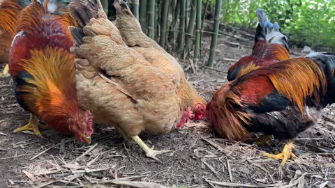 When the hen was brooding, I snatched the egg away, how did the hen react? she is so docile🐔👍