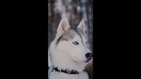 The best dog with blue lovely eyes 🥺!!