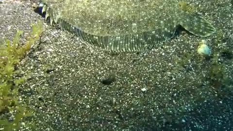 Flounder Fish Camouflage #shorts #viral #shortsvideo #video