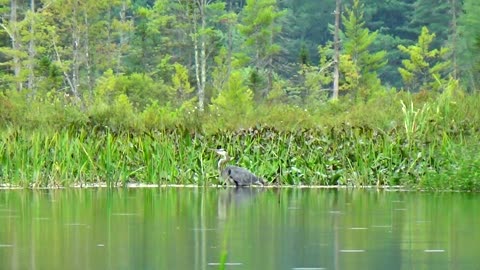 Great Blue Heron