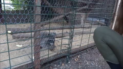 Holding hands with baby raccoon