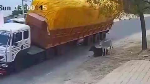 HORROR! A COW IS COMPLETELY BURIED WHEN THE ENTIRE LOAD OF A TRUCK FELL ON IT😢😢😢😢