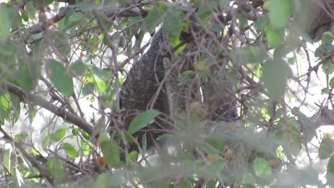 Three young western screech owls