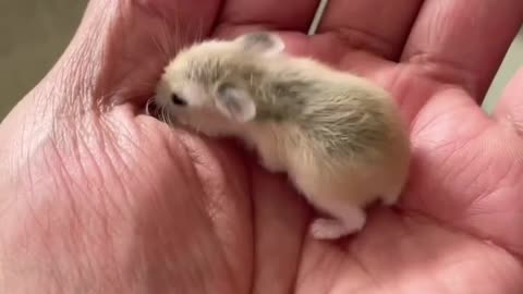 17dayoldhamster#shorts#pets