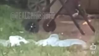 Disturbing Video Dayton Ohio Illegal Migrants Grilling Cats