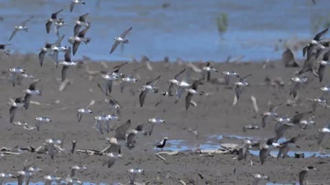 20220827 香山濕地水鳥飛行