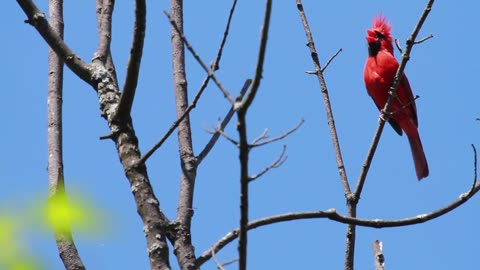 Northern Cardinal