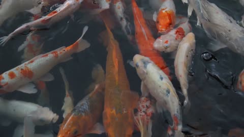 koi fishes