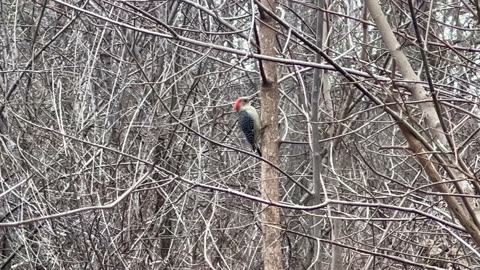 Red bellied woodpecker has such a distinct sound