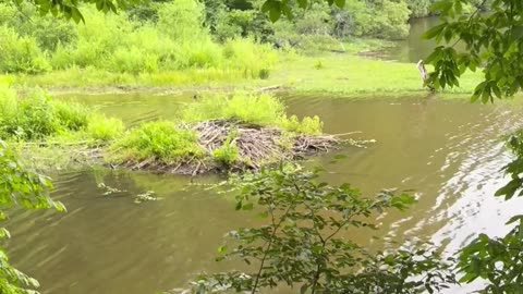 Beavers: Nature's Hardest Worker But Also Sketchy