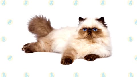 Persian Cat VS. Himalayan Cat